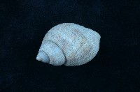 藏品(核螺)的圖片